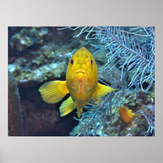 Poster Coney em amarelo