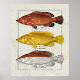 Poster Coney Grouper com Variações de Cores