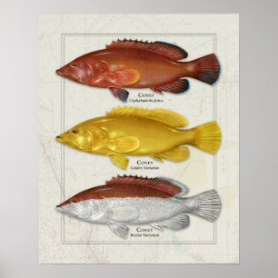 Poster Coney Grouper com Variações de Cores