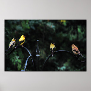 Pôster Conferência das Aves