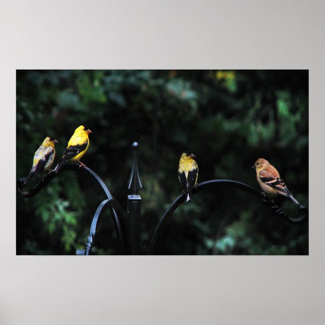 Pôster Conferência das Aves (Frente)