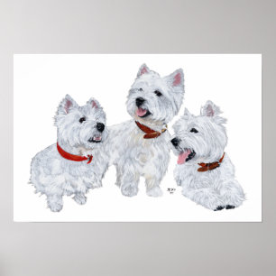 Pôster Conferência Westie