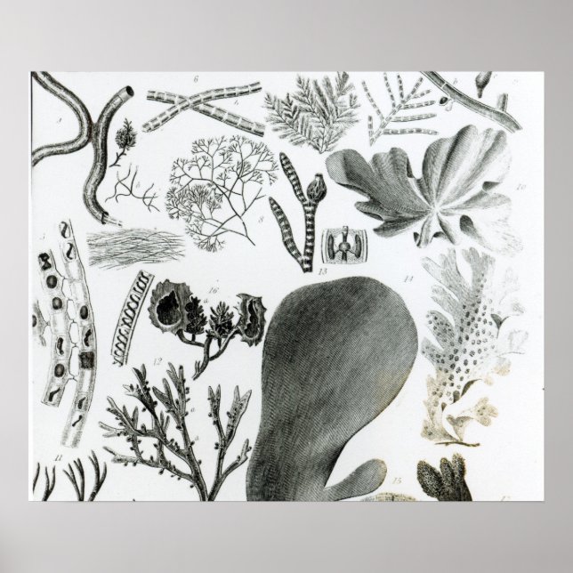 Pôster Conferra Fucus (Frente)