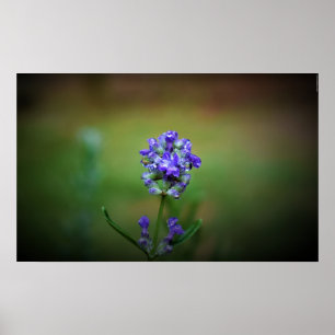 Poster Congelamento de inverno,