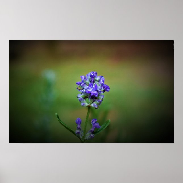 Poster Congelamento de inverno, (Frente)