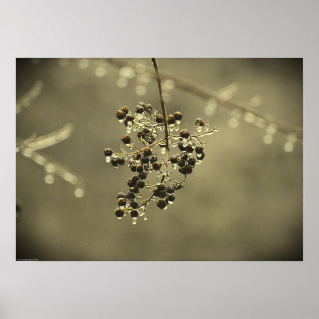 Poster Congelamento de inverno, (Frente)