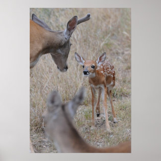 Pôster Conheça O Novo Bebê