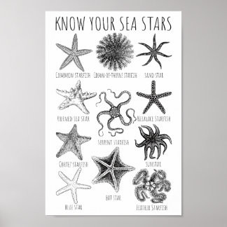 Poster Conheça Suas Estrelas do Mar - Grupos de Starfish