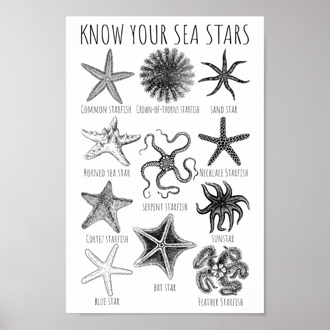 Poster Conheça Suas Estrelas do Mar - Grupos de Starfish (Frente)