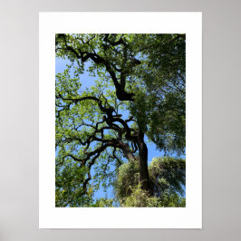 Poster Conhece a fotografia verde da Califórnia