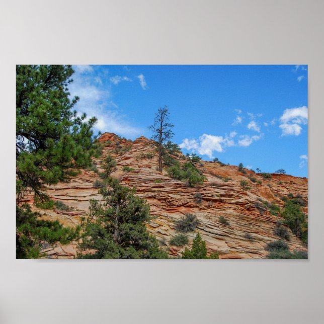 Poster Conifer Trees Crescendo em Zion National Park, Uta (Frente)