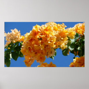 Pôster Conjunto de Bougainvillea dourado floral