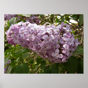 Poster Conjunto de primavera das flores do Lilac floral