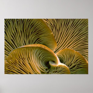 Pôster Conjunto do cogumelo em uma árvore inoperante