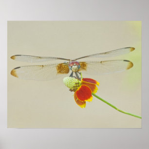 Pôster Conjunto Xadrezado (Dythemis fugax) no Mexicano