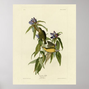 Poster Connecticut Warbler - Aves da América de Audubon