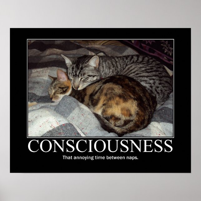 Poster Consciência... Aquele Trabalho de arte de Gato do  (Frente)