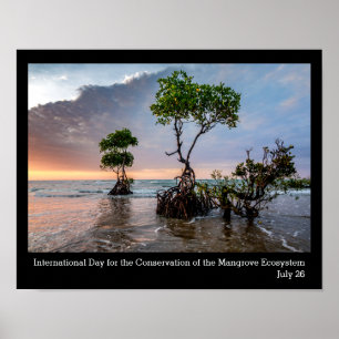 Poster Conservação do Mangrove, fotografia