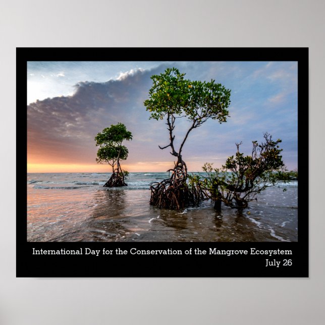 Poster Conservação do Mangrove, fotografia (Frente)