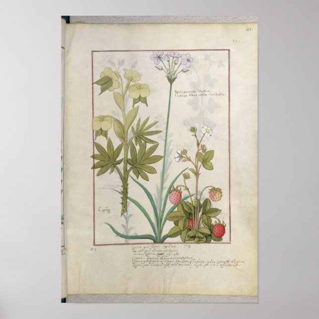 Pôster Consiligo, Burreed e Strawberry (Frente)