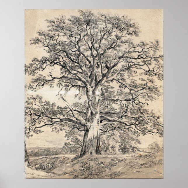 Poster Constable - Uma Grande Árvore de Carvalho 1801 (Frente)