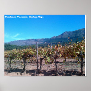 Poster Constantia Vineyards, Cabo Ocidental