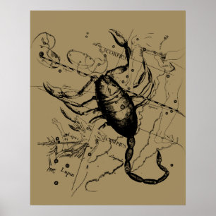 Poster Constelação Scorpio Hevelius 1690 Decor