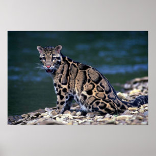 Pôster Contato nublado do Leopardo-olho