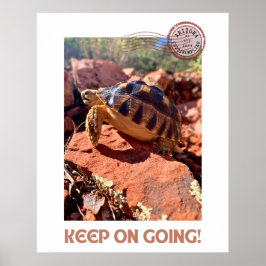 Poster Continua a insinuar a tartaruga de codimulação ins