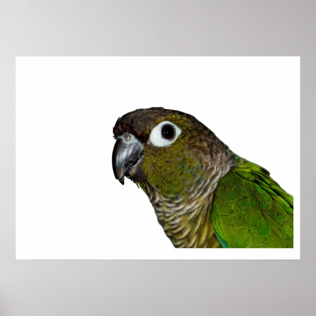 Pôster Conure de Olho Verde (Frente)