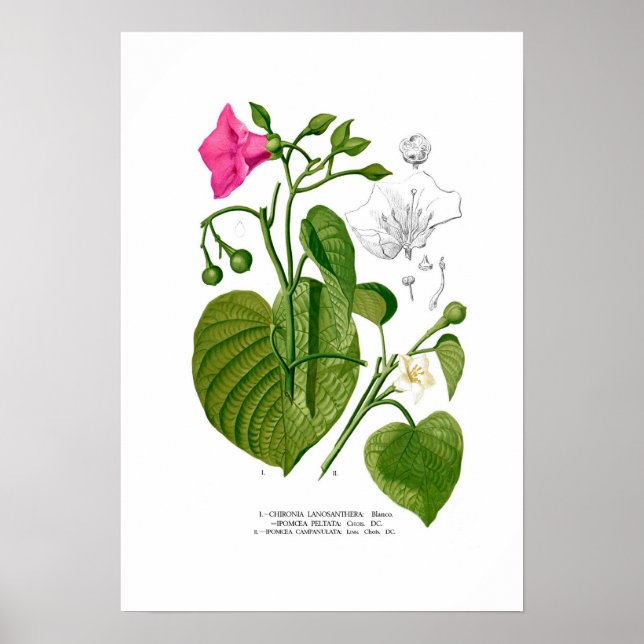 Pôster Convolvulaceae spp (Frente)