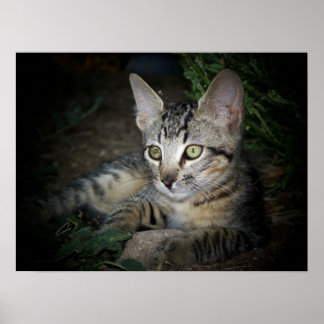 Pôster Cool Cat