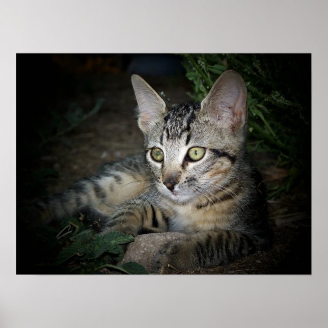 Pôster Cool Cat (Frente)