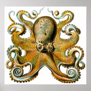 Poster Cool Vintage Octopus