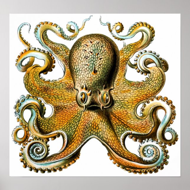 Poster Cool Vintage Octopus (Frente)