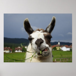 Pôster Coolest Llama