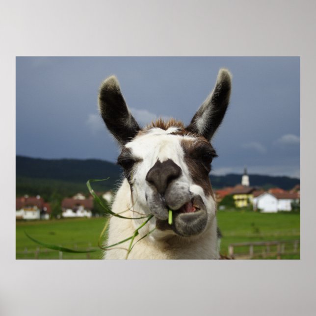 Pôster Coolest Llama (Frente)