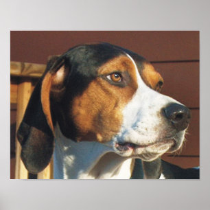 Poster Coonhound do caminhante de Treeing