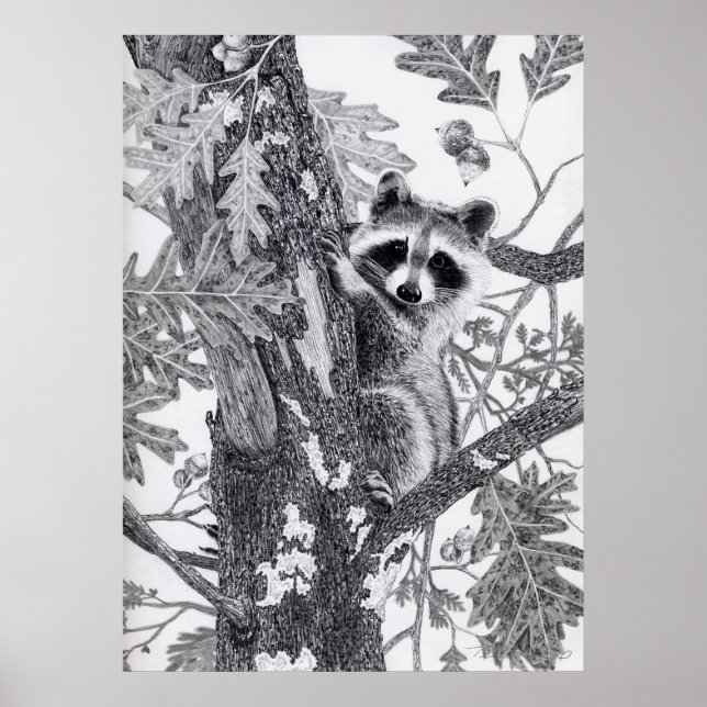 Poster Coonie (Frente)