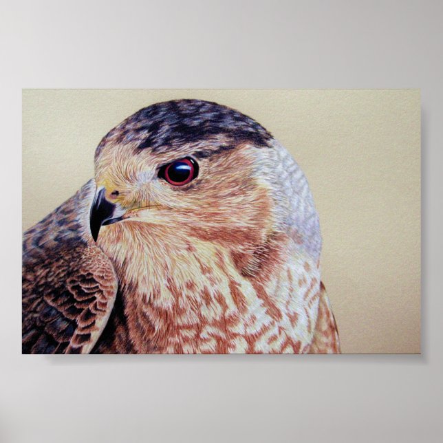 Poster Coopers Hawk Portrait (Frente)