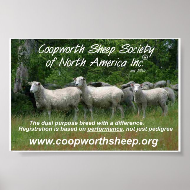 Pôster Coopworth Sheep (Frente)