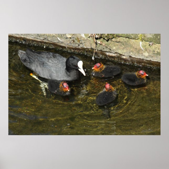 Poster Coots em Cuz (Frente)