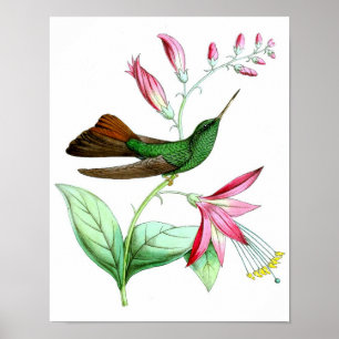 Poster Cópia antiga da história natural do colibri No.3