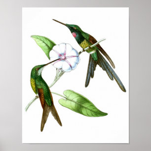 Pôster Cópia antiga da história natural do colibri No.4