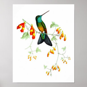 Pôster Cópia antiga da história natural do colibri No.6
