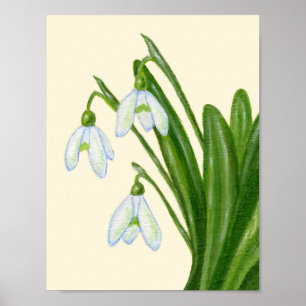Poster Cópia da arte de Snowdrops