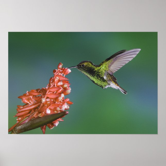 Poster Coppery-headed Emerald, Elvira cupreiceps, (Frente)