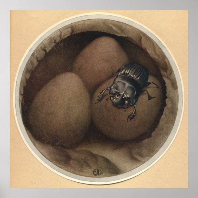 Poster COPRIS ESPANHOL - Ilustração do Livro de Insetos (Frente)