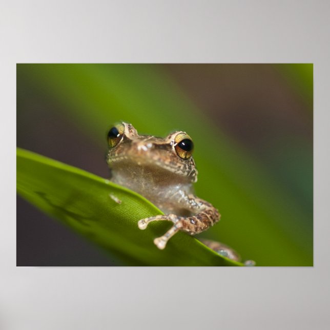 Pôster Coqui-comum, Eleutherodactylus coqui (Frente)