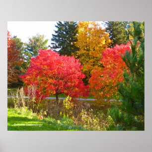 POSTER COR "AUTUMN DELIGHT"/QUEDA NA TOLEDO BOTÂNICA